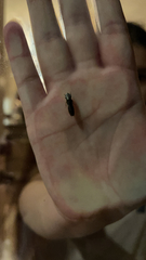 Homalodisca vitripennis