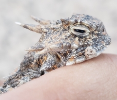 Phrynosoma goodei