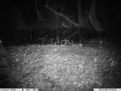 Philander opossum