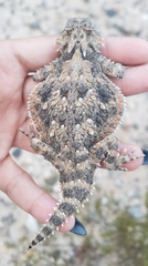 Phrynosoma goodei