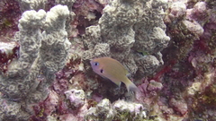 Pycnochromis