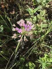 Allium unifolium
