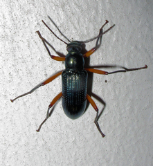 Strongylium erythrocephalum