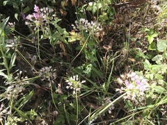 Allium unifolium