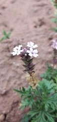 Glandularia santiaguensis