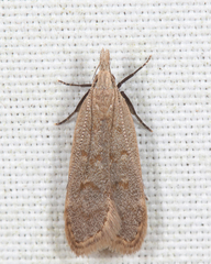 Dichomeris punctidiscellus