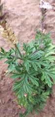 Glandularia santiaguensis