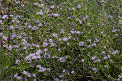 Monardella viminea