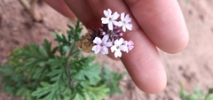 Glandularia santiaguensis