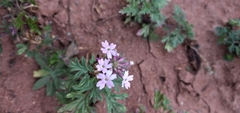 Glandularia santiaguensis