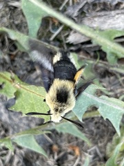 Proserpinus flavofasciata