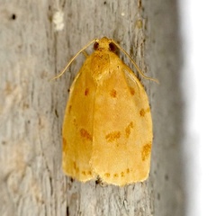 Archips rileyana