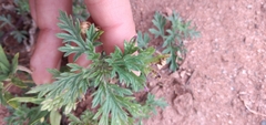 Glandularia santiaguensis