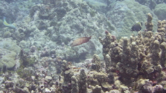 Cephalopholis urodeta