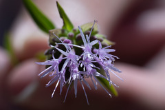 Monardella viminea