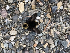 Proserpinus flavofasciata