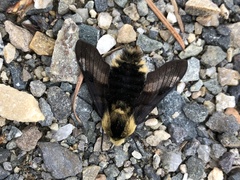 Proserpinus flavofasciata