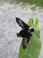 Proserpinus flavofasciata