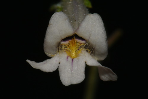 Image of Penstemon pallidus by (c) Brian Finzel, some rights reserved (CC BY-SA)