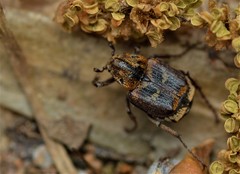 Valgus canaliculatus