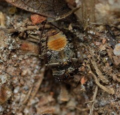 Valgus canaliculatus