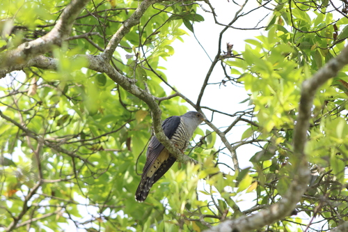 Oriental Cuckoo, 台灣南投縣魚池, photo 10 of 10