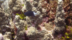 Pycnochromis margaritifer
