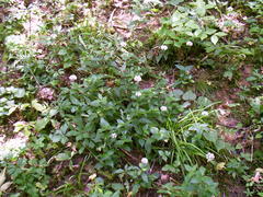 Marshallia trinervia