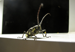 Batocera rubus
