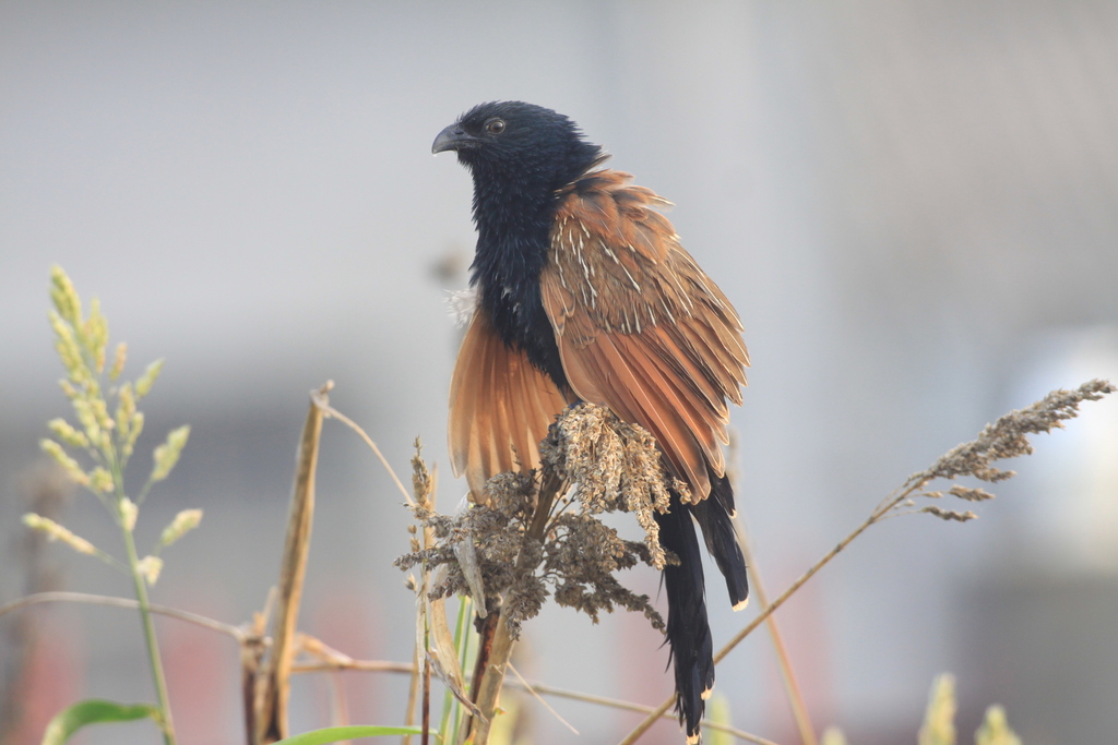 Lesser Coucal