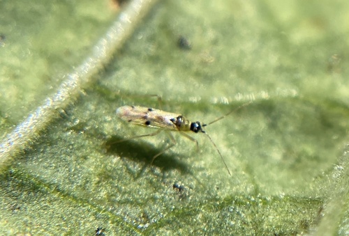 Suckfly photo 5