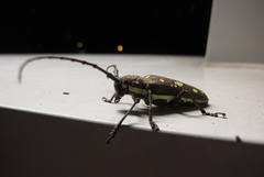 Batocera rubus