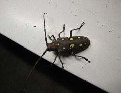 Batocera rubus