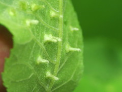 Phylloxera chippokesiensis