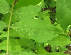 Phylloxera chippokesiensis