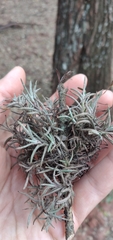 Diaphoranthema