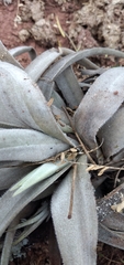 Tillandsia lorentziana