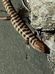 Eremiascincus richardsonii