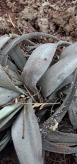 Tillandsia lorentziana