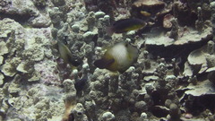 Amanses scopas