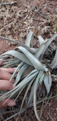 Tillandsia lorentziana
