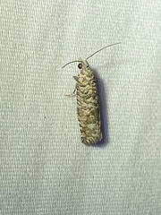 Retinia gemistrigulana