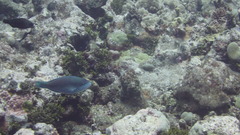 Scarus globiceps