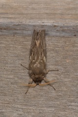 Oxycanus antipoda