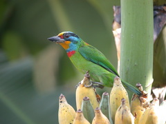 Taiwan Barbet photo 2