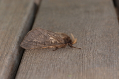 Oxycanus antipoda