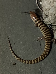 Eremiascincus richardsonii