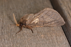 Oxycanus antipoda