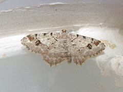 Macaria pinistrobata