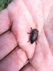 Capnodis tenebricosa